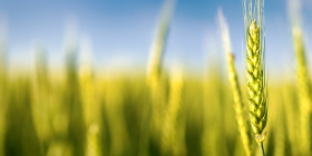 Amulix Wheat field