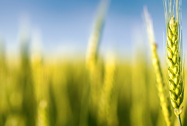Amulix Wheat field