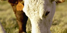 Wearable ear tags help identify and manage livestock – especially when they are custom-designed for the needs of the herd.