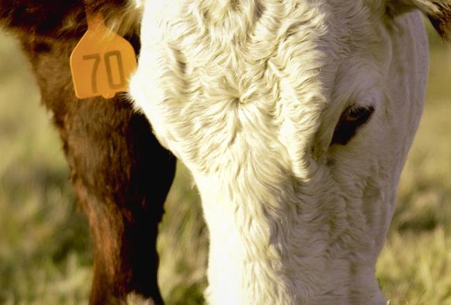 Wearable ear tags help identify and manage livestock – especially when they are custom-designed for the needs of the herd.