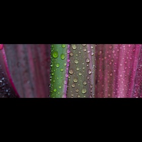 decovery plant based paint resin