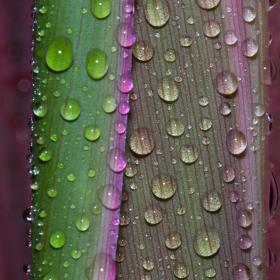 decovery plant based paint resin