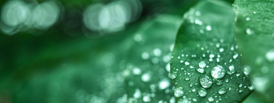 Dsm why choose decovery plant based resin