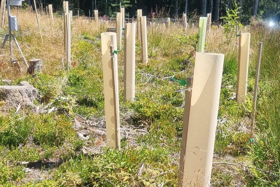 Wuchshüllen Prototypen