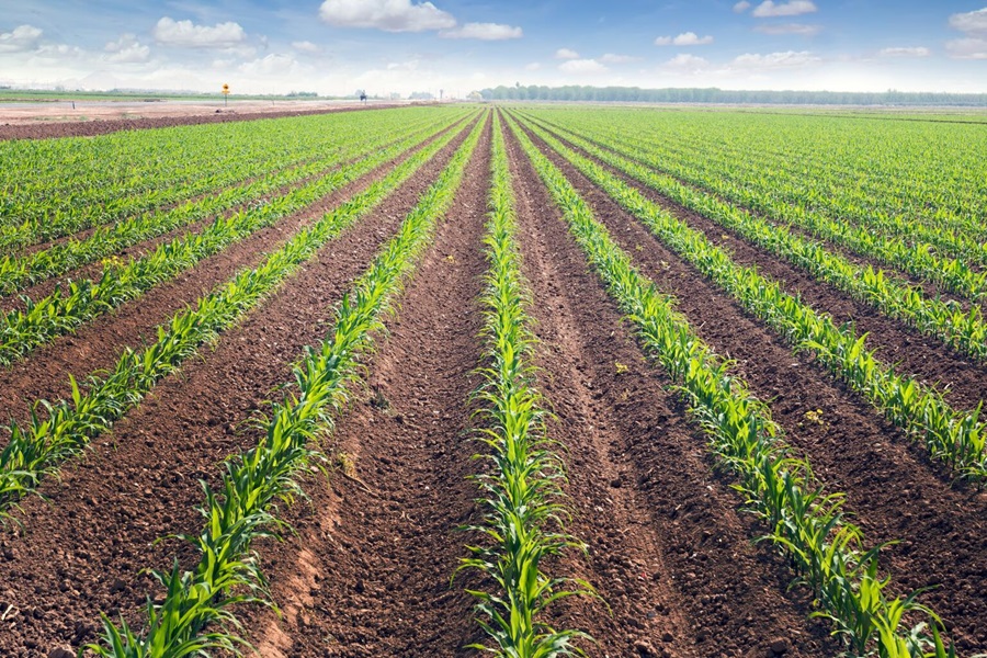 Agriculture