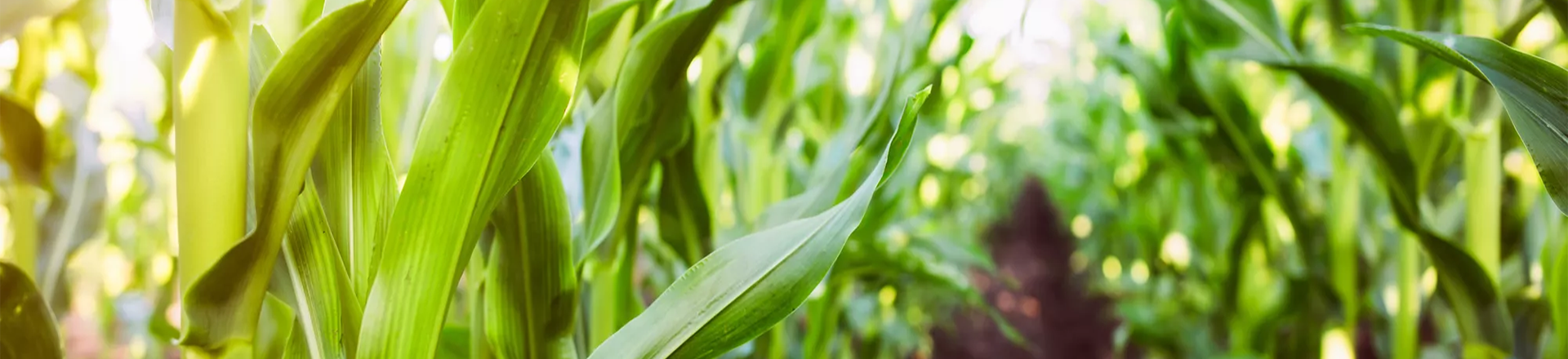 Amulix® S F6320 RED | Biodegradable corn film coating | Covestro