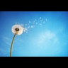 barrier-coating-resins-flower