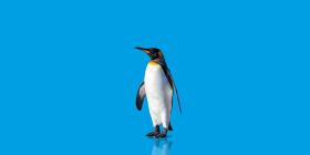 A penguin in front of a blue background.