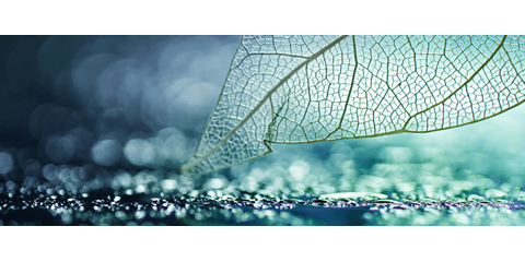 Decovery_Header_Transparency