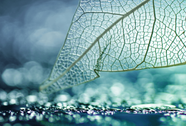 Decovery_Header_Transparency