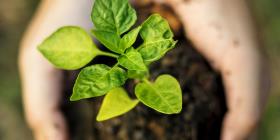 Overhead view of a plant seedling held in a hand