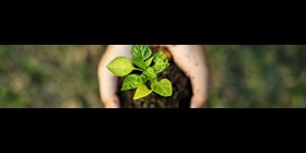 手持植物幼苗的俯视图
