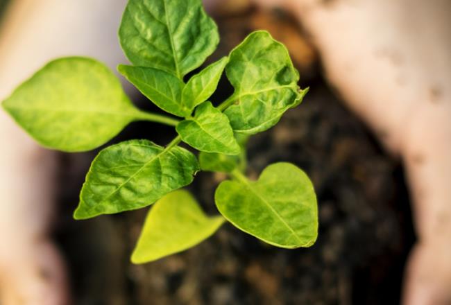 Overhead view of a plant seedling held in a hand