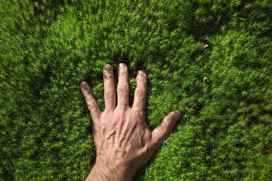 A man’s hand touches green moss