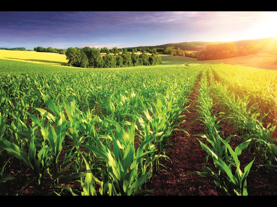 Field corn