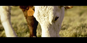 look at the alt tag of the "Image" field in the stage section and configure the same alt tag for "Teaser Image"