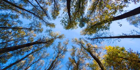 Innovating for a Sustainable Future