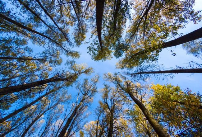 Innovating for a Sustainable Future