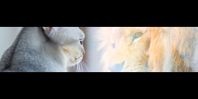 Cat looking in mirror and sees itself as a lion