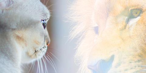 Cat looking in mirror and sees itself as a lion