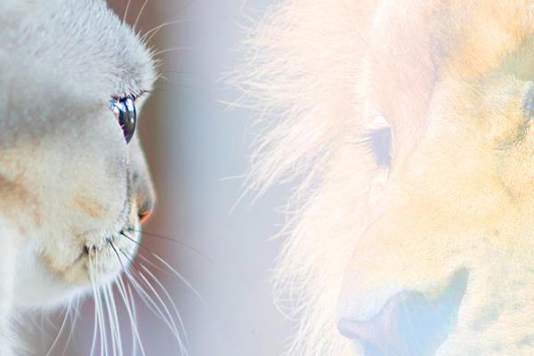 Cat looking in mirror and sees itself as a lion