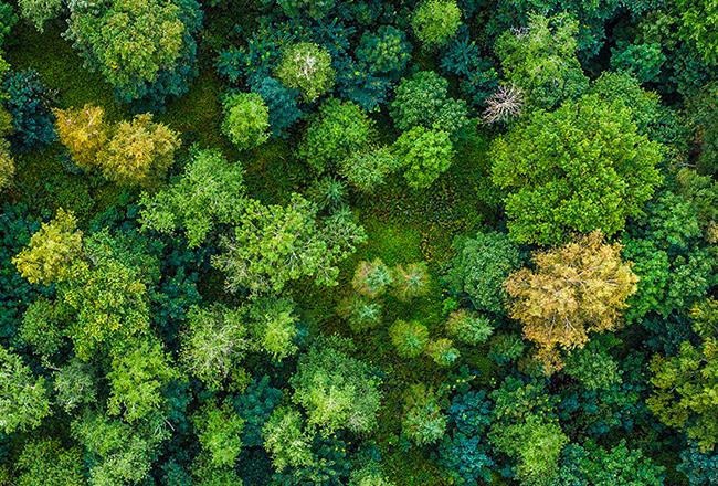 Aerial view of green forest