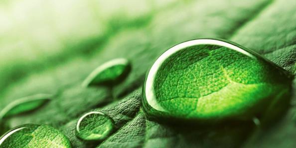 waterdrop on a green leaf